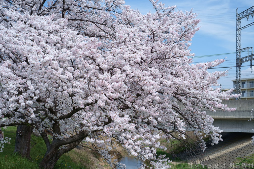 橿原市　飛鳥川沿いの桜