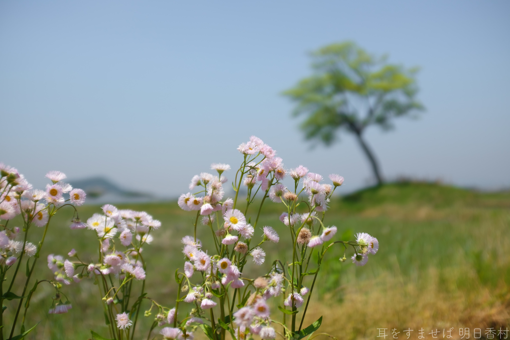 明日香村　大字豊浦