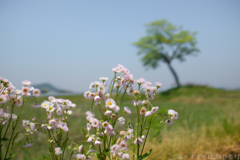 明日香村 大字豊浦 明日香村 大字豊浦