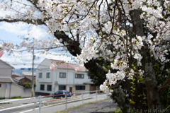 奈良県橿原市　飛鳥川沿いの桜