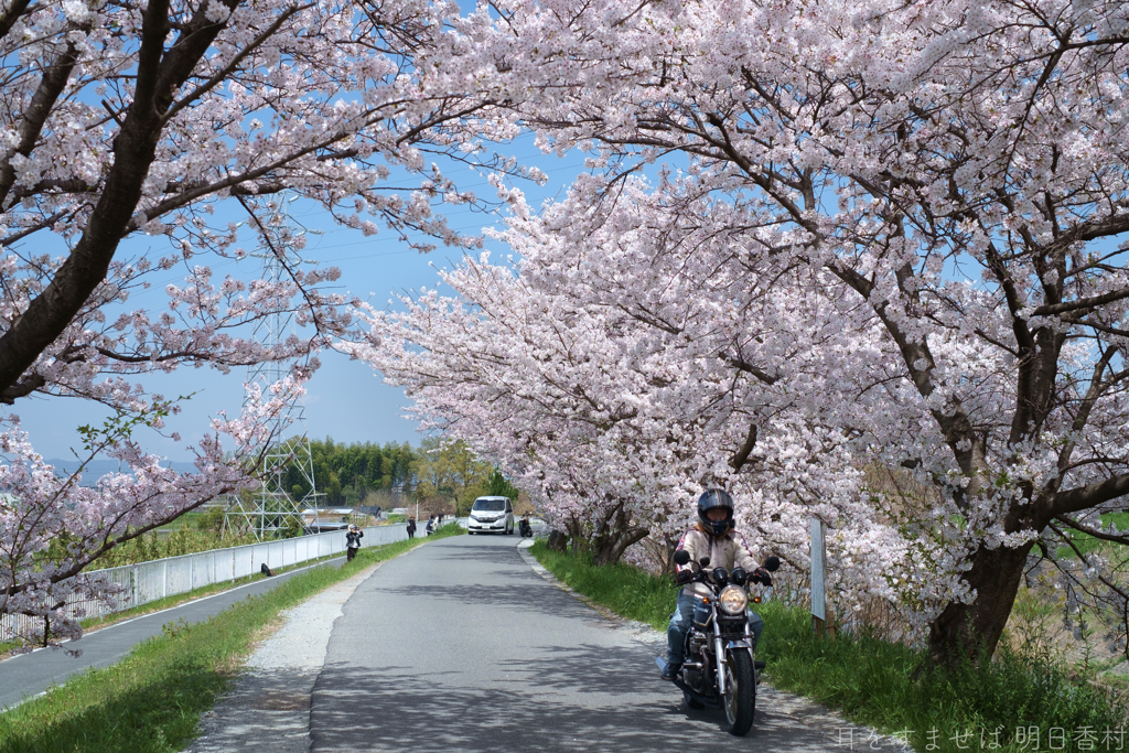 橿原市　飛鳥川沿いの桜