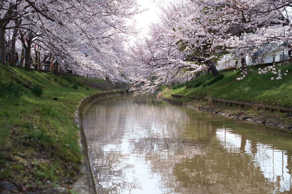 奈良市　佐保川沿いの桜