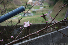 明日香村　大字川原