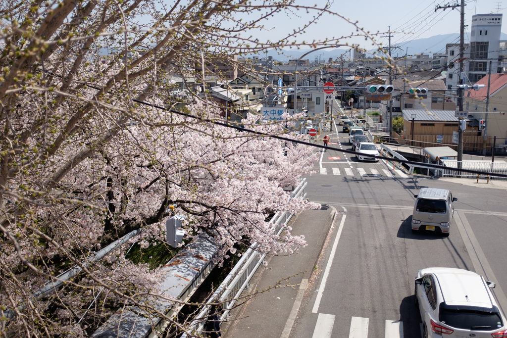 奈良県大和高田市　高田千本桜