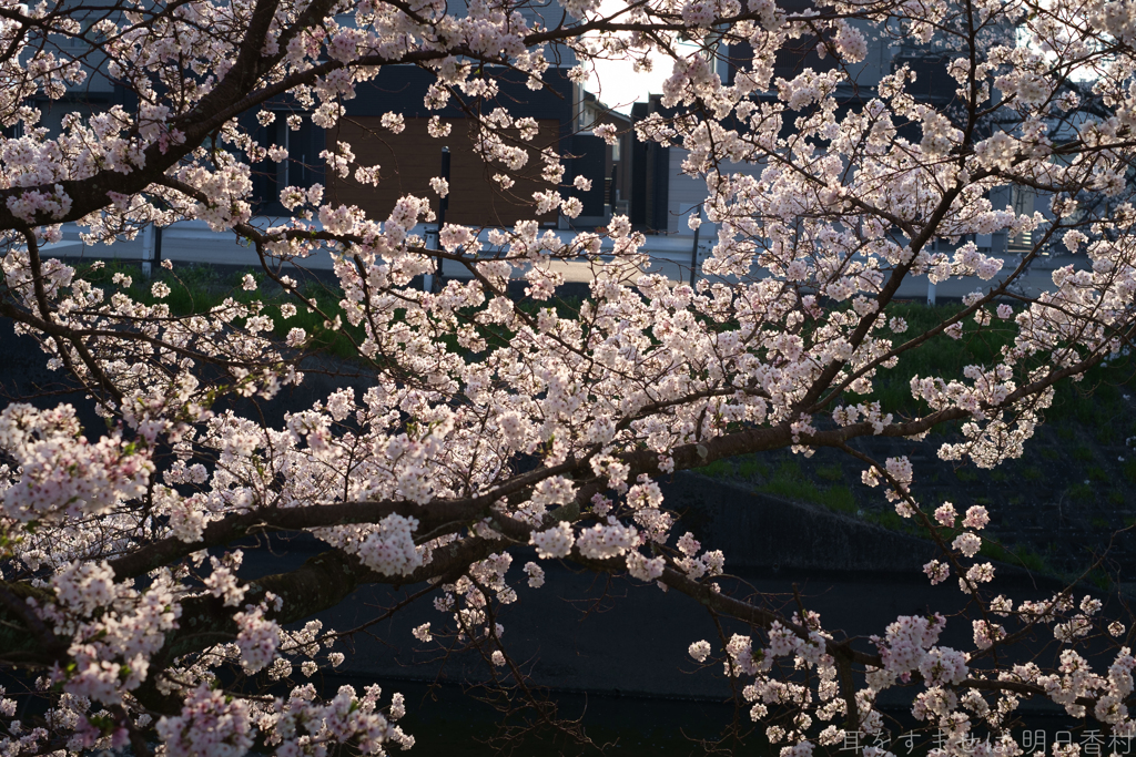 橿原市　飛鳥川沿いの桜