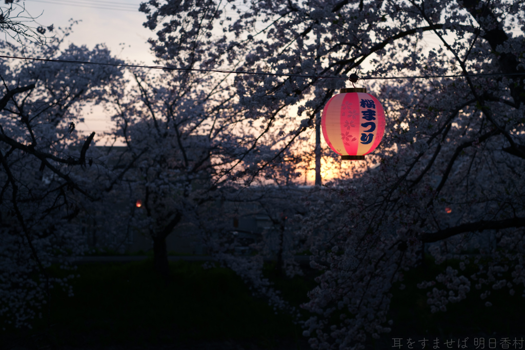 橿原市　飛鳥川沿いの桜