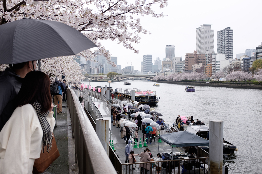 大阪市都島区　毛馬桜之宮公園の桜