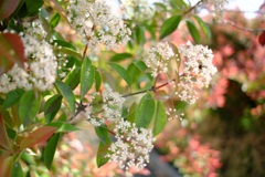 明日香村 大字川原 明日香村 大字川原