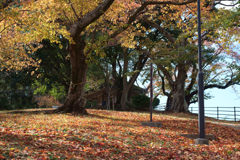奈良県生駒郡斑鳩町 竜田川沿いの紅葉