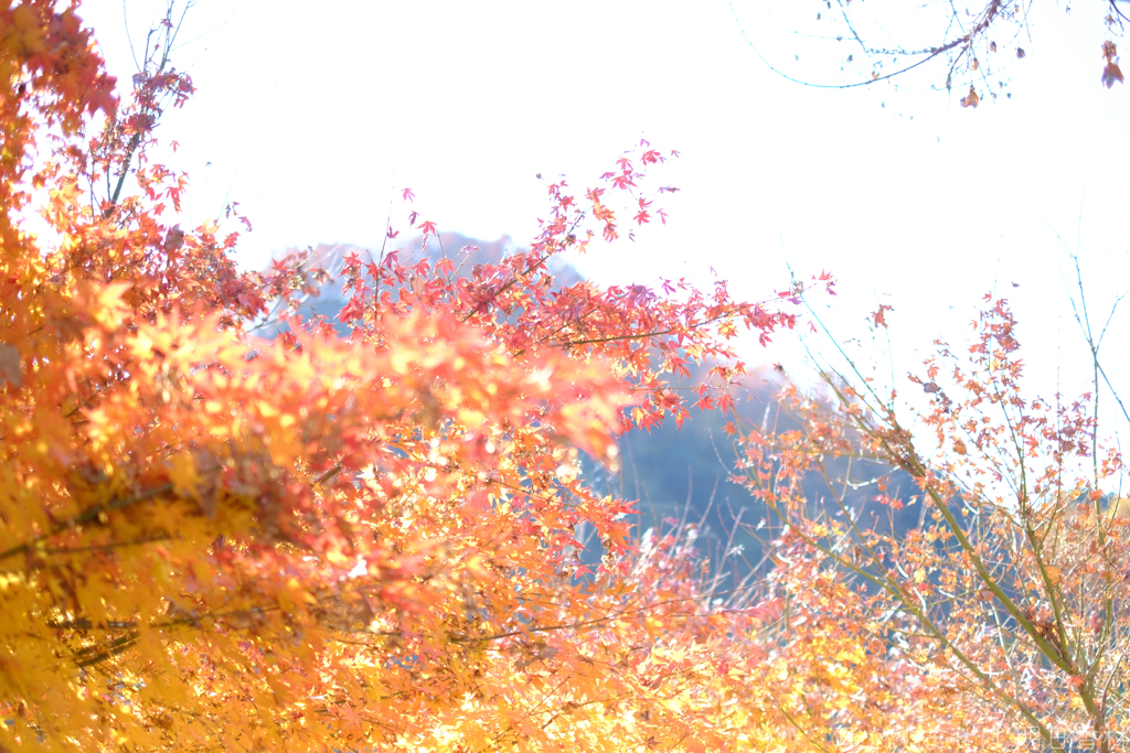 明日香村　大字稲渕