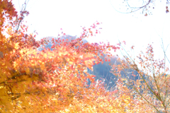 明日香村　大字稲渕