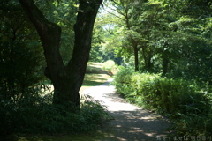 明日香村 大字平田( 国営飛鳥歴史公園 高松塚周辺地区 ) 明日香村 大字平田( 国営飛鳥歴史公園 高松塚周辺地区 )