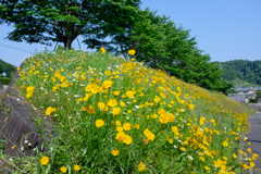 明日香村　大字立部