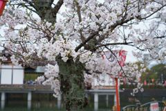 大和高田市　高田千本桜