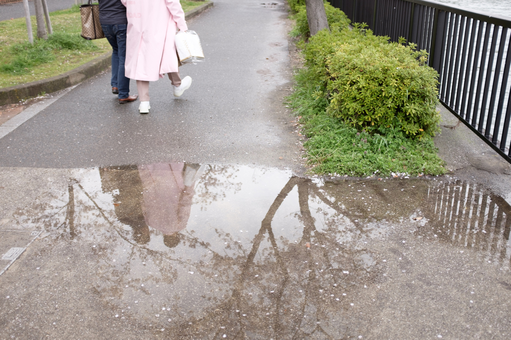 大阪市都島区　毛馬桜之宮公園の桜