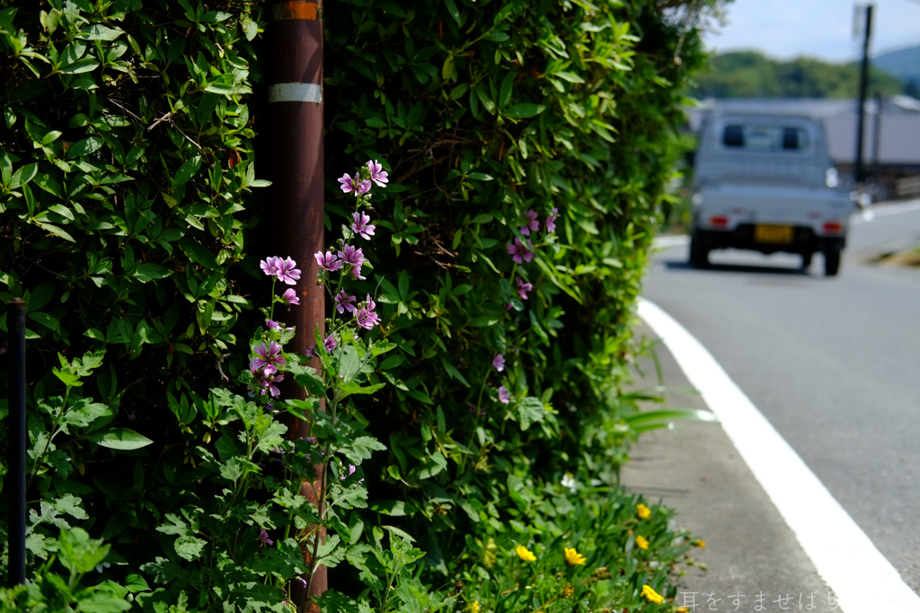 明日香村　大字野口