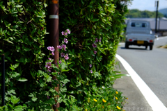 明日香村　大字野口