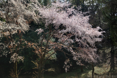 明日香村　大字豊浦　甘樫丘