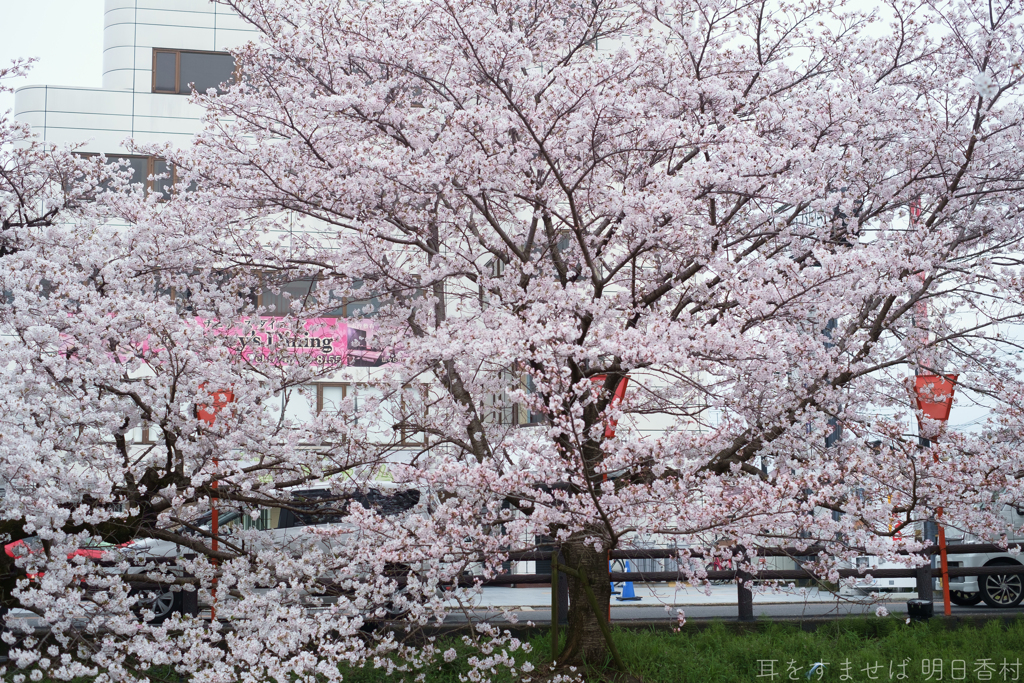 大和高田市　高田千本桜