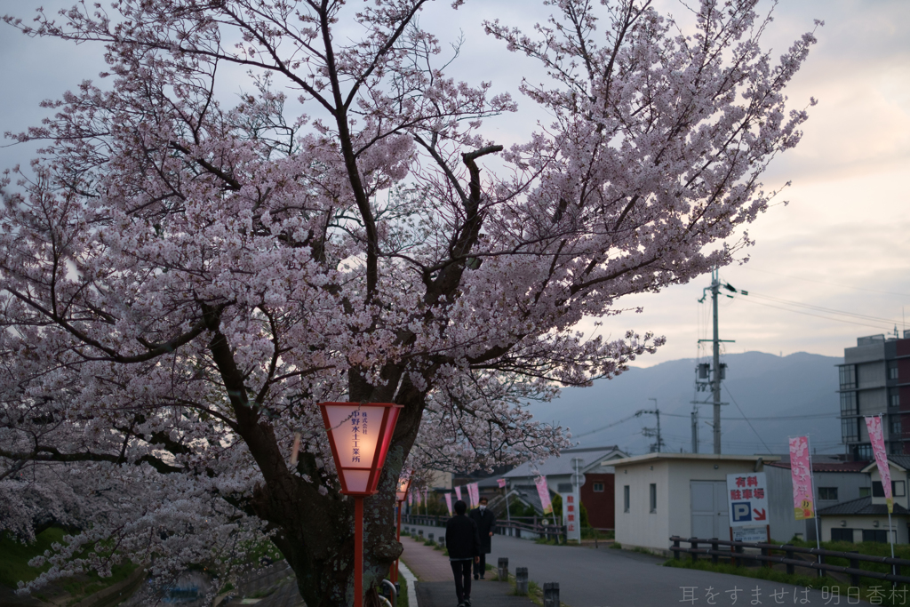 大和高田市　高田千本桜