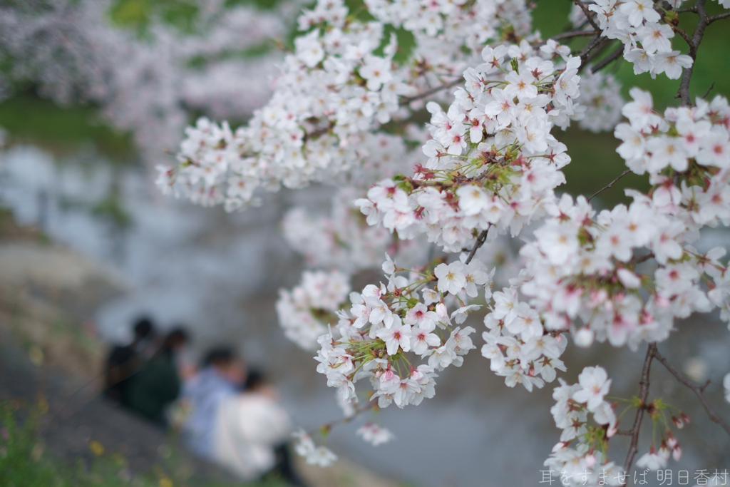 大和高田市　高田千本桜