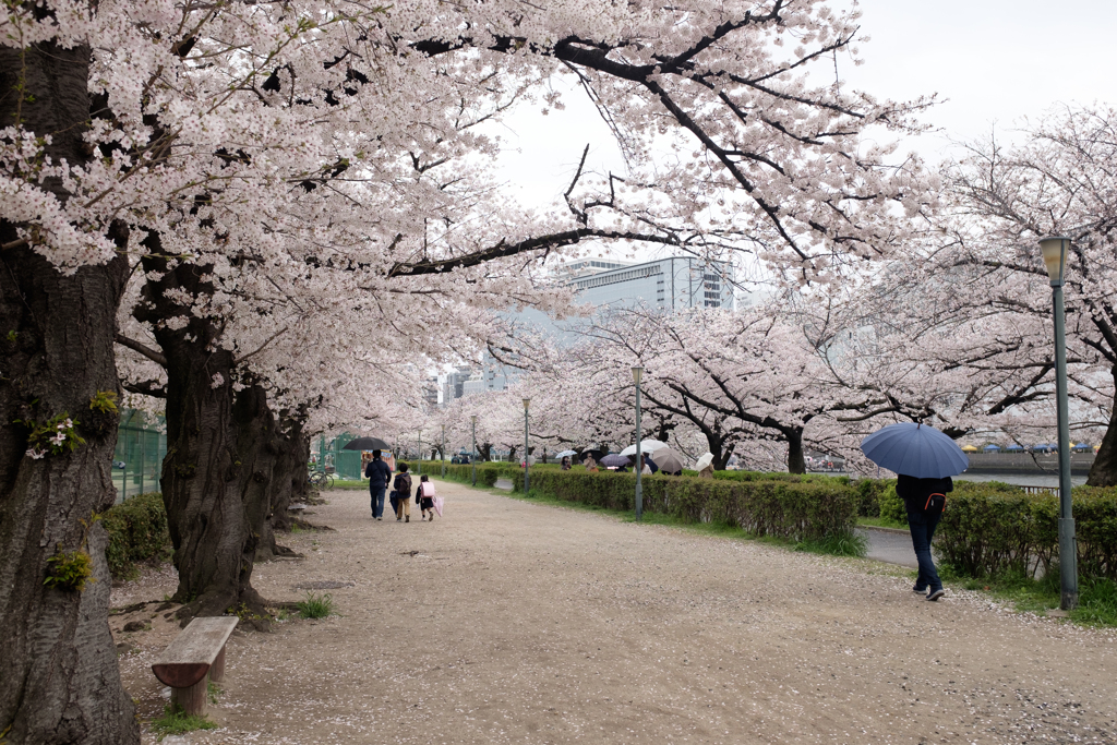 大阪市都島区　毛馬桜之宮公園の桜