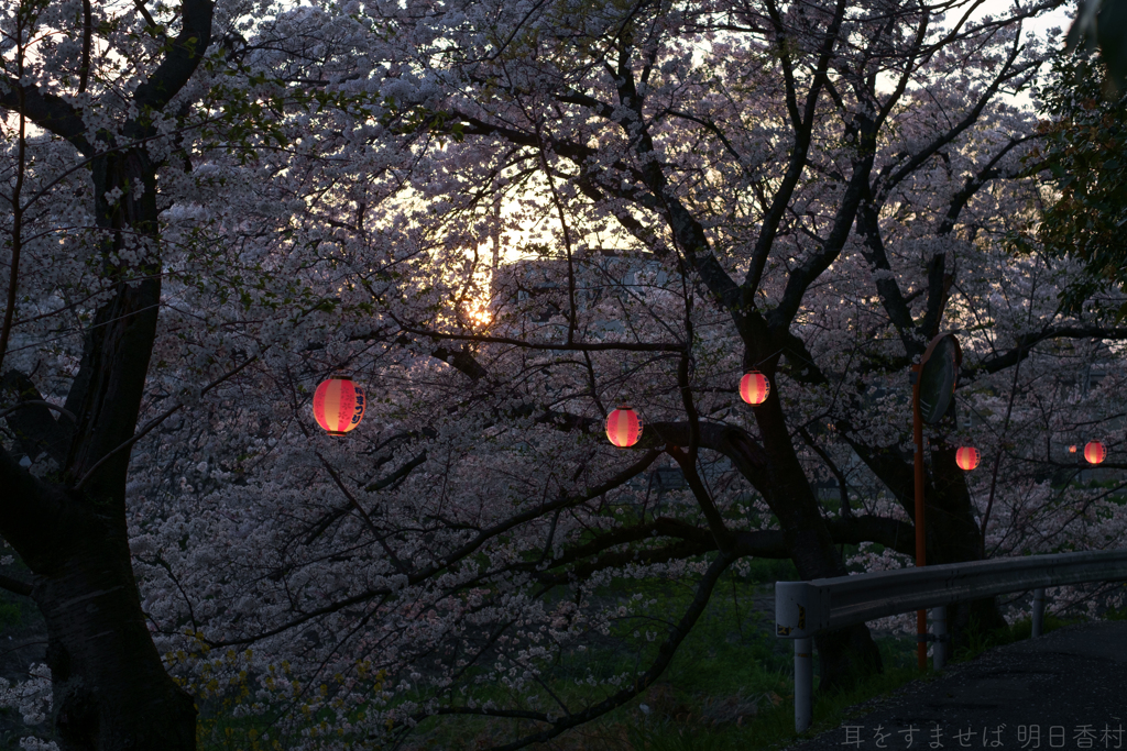 橿原市　飛鳥川沿いの桜