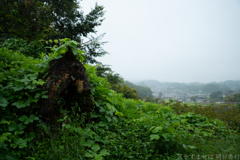 明日香村 大字野口 明日香村 大字野口
