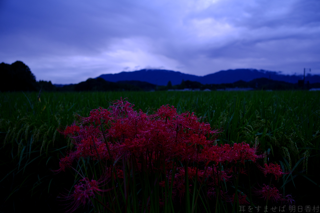明日香村　大字橘