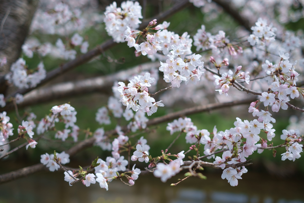 奈良市　佐保川沿いの桜