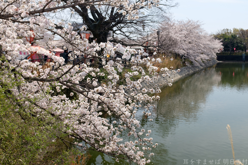 奈良県大和高田市　高田千本桜