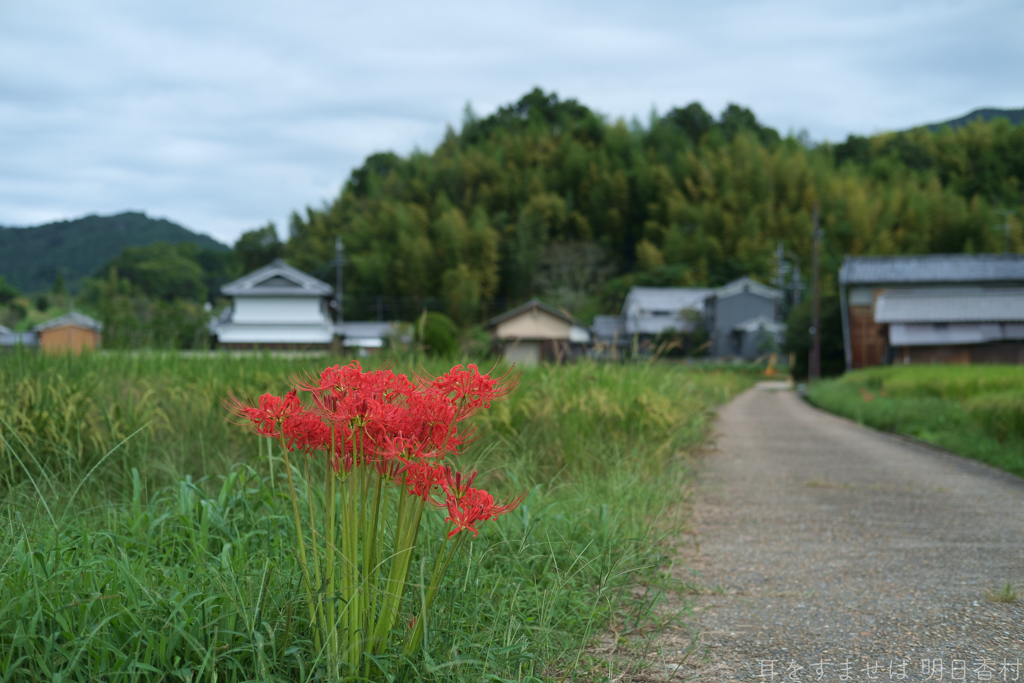 明日香村　大字飛鳥