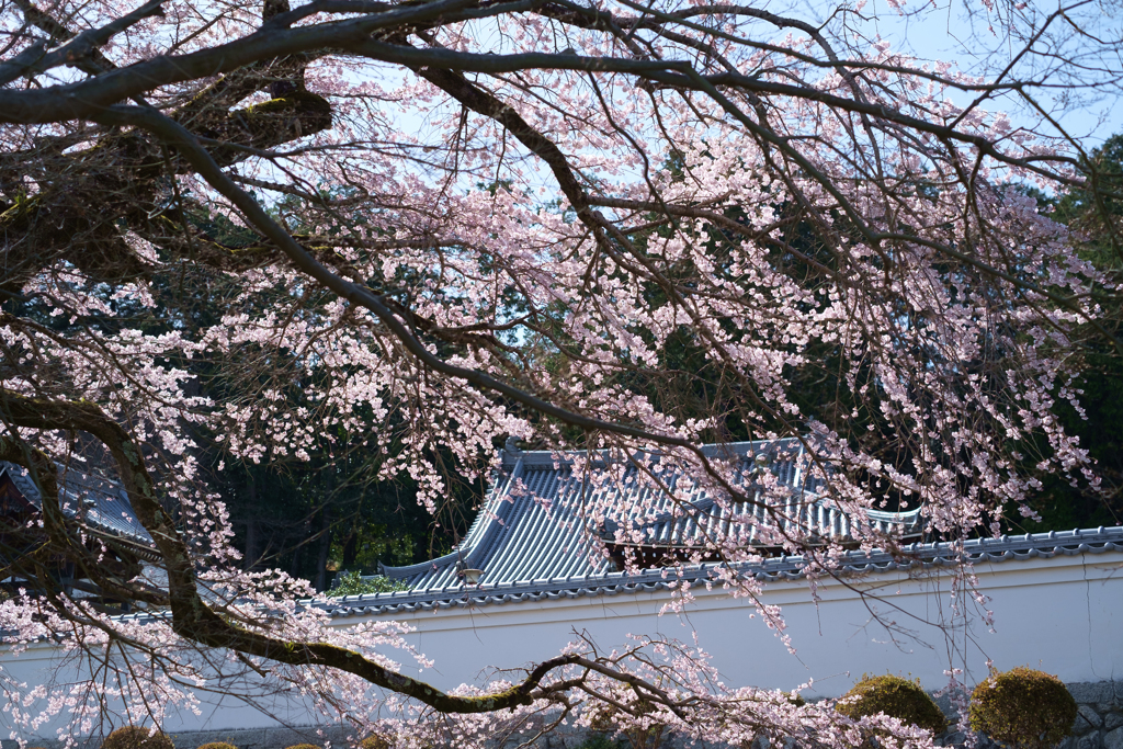 御所市楢原　九品寺のしだれ桜