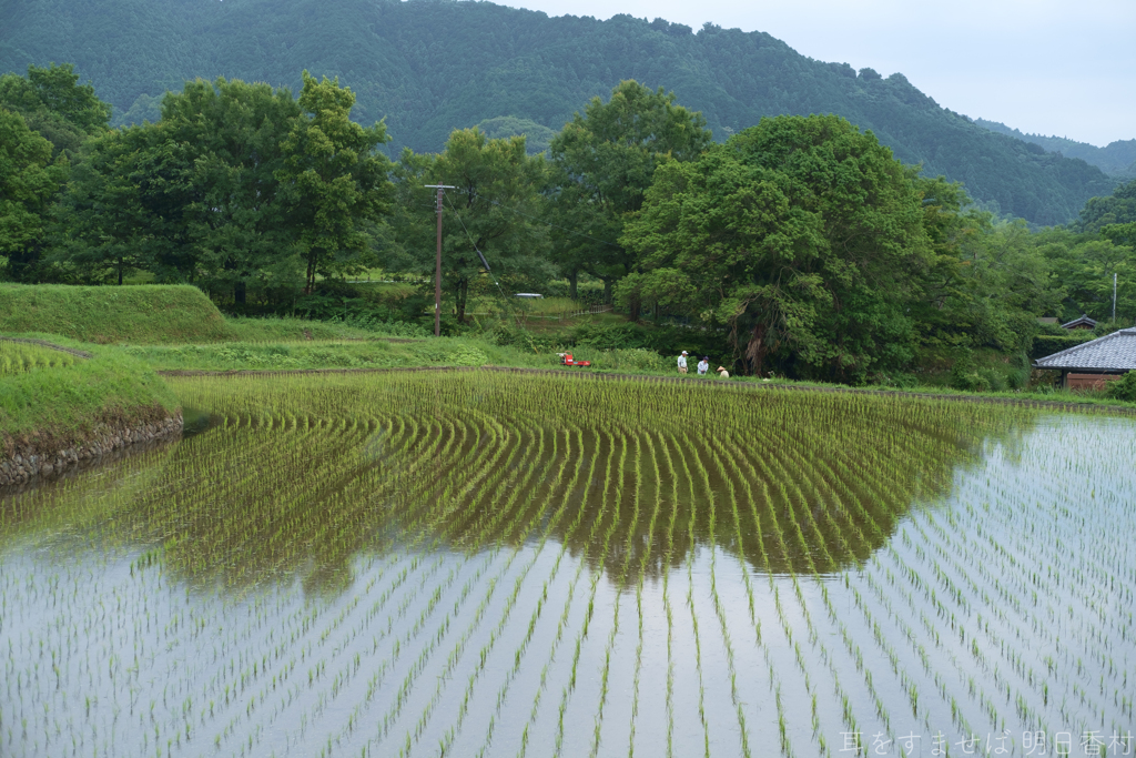 明日香村　大字島庄