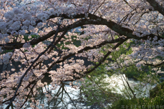 橿原市　飛鳥川沿いの桜