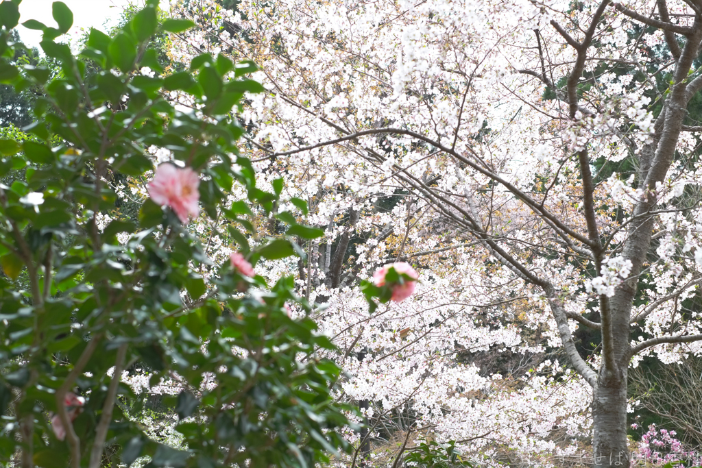 橿原市　若桜友苑