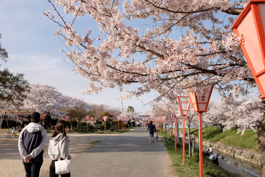 奈良県大和高田市　高田千本桜