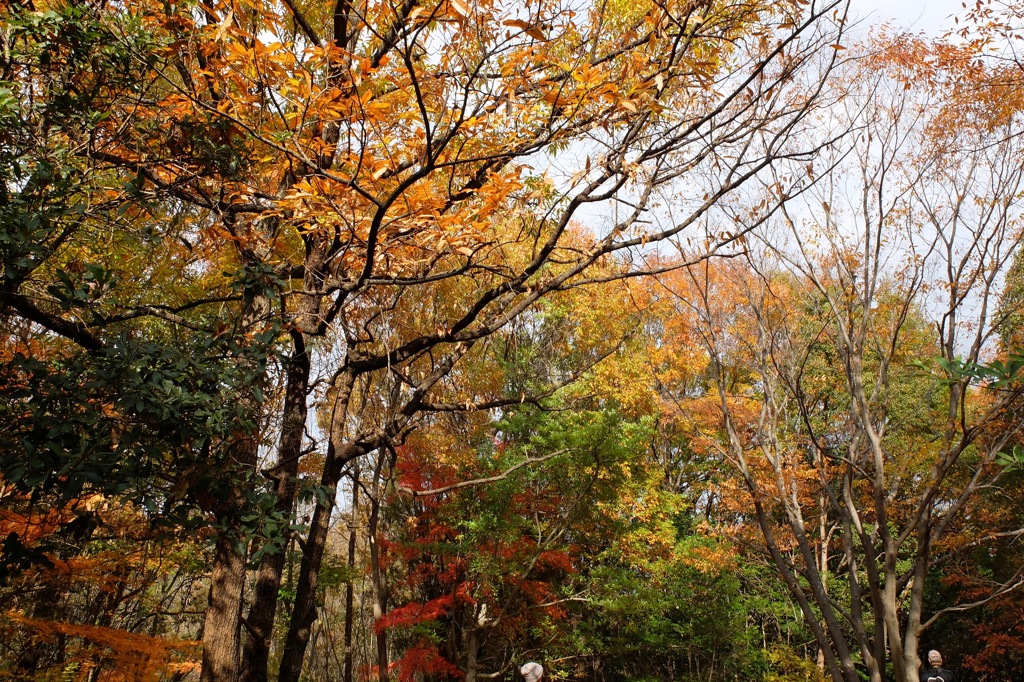 奈良県北葛城郡河合町、広陵町　馬見丘陵公園