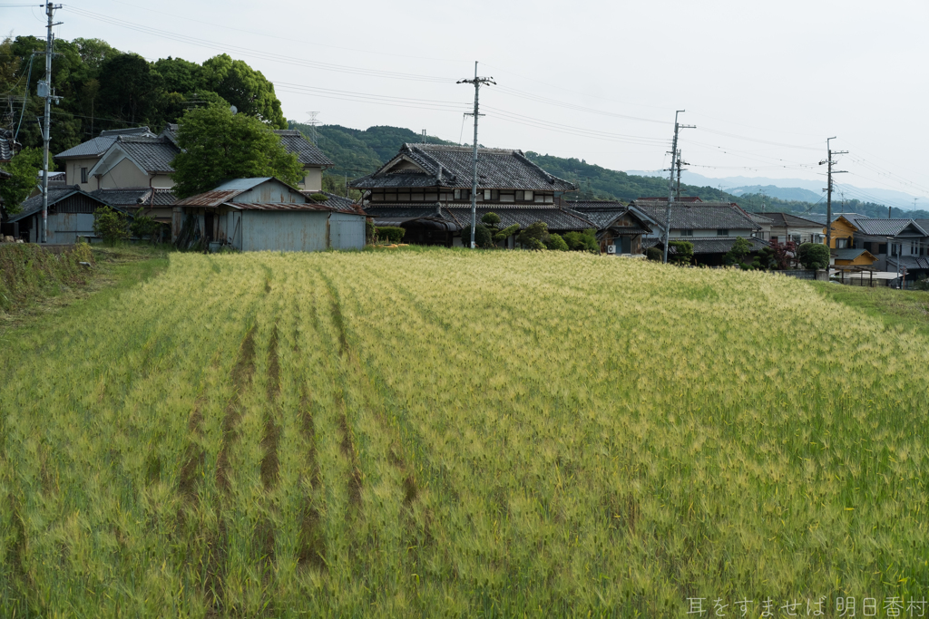 大阪府太子町（ 竹内街道 ）