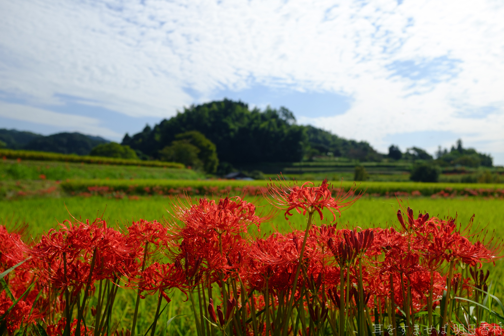 明日香村　大字岡