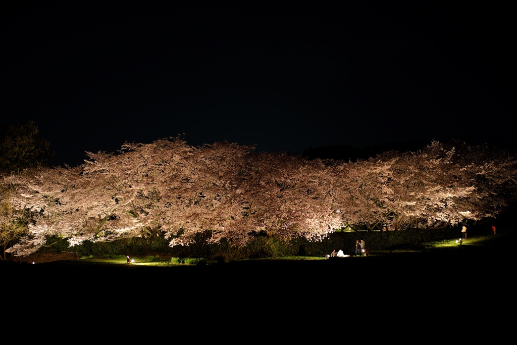 明日香村　大字島庄　石舞台古墳　夜桜ライトアップ