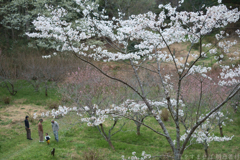 奈良県橿原市　万葉の森