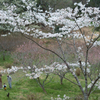 奈良県橿原市　万葉の森