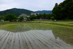 明日香村　大字橘（ 橘寺 ）