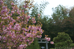 明日香村　大字立部