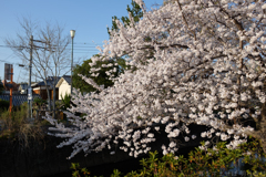 奈良市　佐保川沿いの桜
