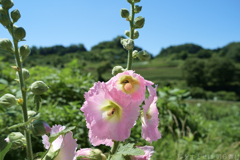 明日香村 大字稲渕 明日香村 大字稲渕