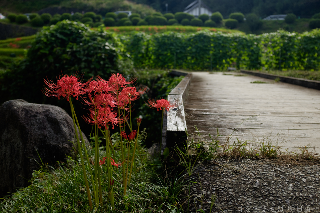 明日香村　大字稲渕