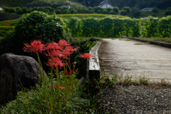 明日香村　大字稲渕