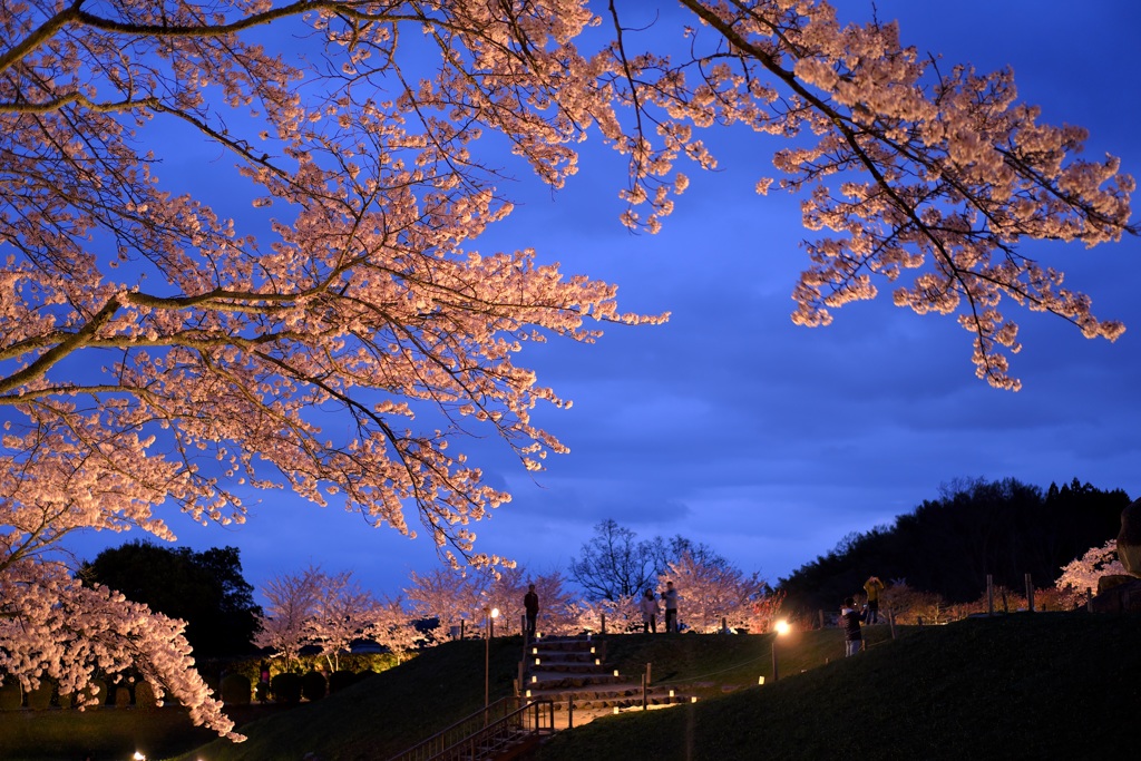 明日香村　大字島庄  石舞台古墳  夜桜ライトアップ